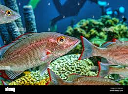 Image result for Lutjanus analis