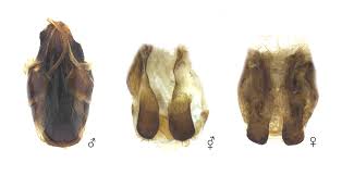 Attēlu rezultāti vaicājumam “Cabera exanthemata female”