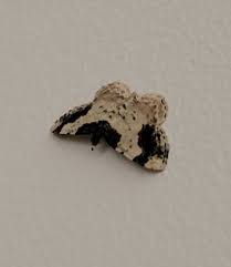 Attēlu rezultāti vaicājumam “Ligdia adustata”