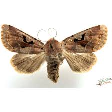 Attēlu rezultāti vaicājumam “Orthosia gothica”