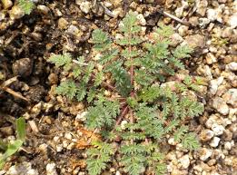 Attēlu rezultāti vaicājumam “Erodium cicutarium”