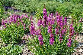Image result for Lythrum salicaria
