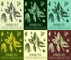 Attēlu rezultāti vaicājumam “Scopolia carniolica leaf”