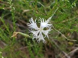 Attēlu rezultāti vaicājumam “Dianthus arenarius bud”
