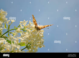 Attēlu rezultāti vaicājumam “Nymphalis xanthomelas pupa”