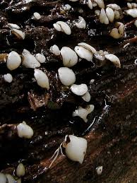 Attēlu rezultāti vaicājumam “Vibrissea decolorans”