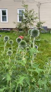 Image result for Echinops spaerocephalus