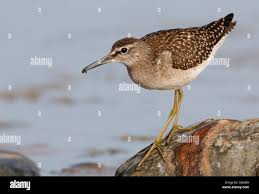 Attēlu rezultāti vaicājumam “Tringa glareola”