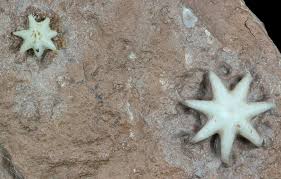 Attēlu rezultāti vaicājumam “Bryozoa”