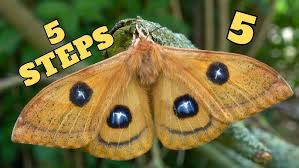 Attēlu rezultāti vaicājumam “Aglia tau”