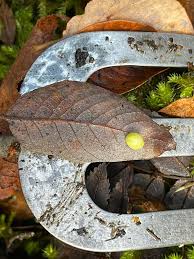 Attēlu rezultāti vaicājumam “Euura pedunculi”