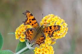 Attēlu rezultāti vaicājumam “Euphydrias aurinia underside”