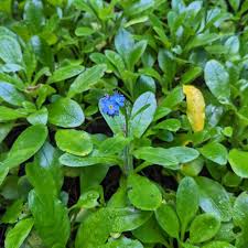 Attēlu rezultāti vaicājumam “Myosotis sylvatica leaf”