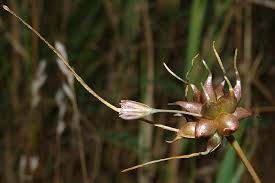 Attēlu rezultāti vaicājumam “Allium oleraceum bud”
