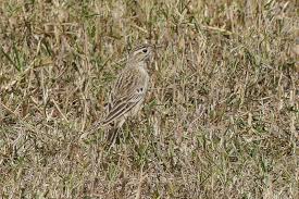 Image result for Anthus godlewskii