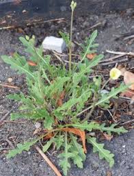 Attēlu rezultāti vaicājumam “Diplotaxis muralis flower”