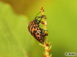 Attēlu rezultāti vaicājumam “Graphosoma lineatum nymph”
