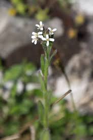 Attēlu rezultāti vaicājumam “Arabis hirsuta flower”