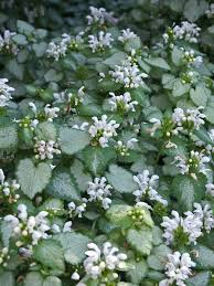 Attēlu rezultāti vaicājumam “Lamium”