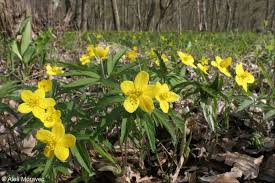 Attēlu rezultāti vaicājumam “Anemone ranunculoides”