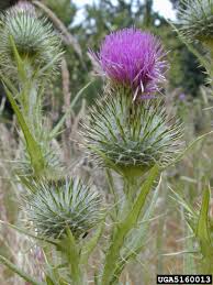 Attēlu rezultāti vaicājumam “Cirsium vulgare”