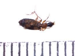 Attēlu rezultāti vaicājumam “Calodromius spilotus”