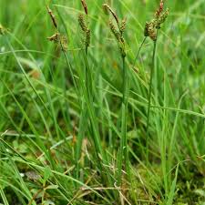 Attēlu rezultāti vaicājumam “Carex scandinavica”