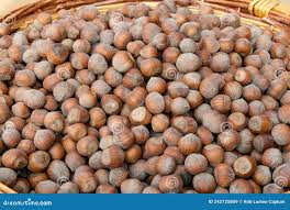 Attēlu rezultāti vaicājumam “Corylus avellana fruit”