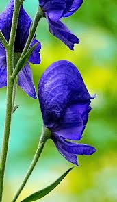 Image result for Aconitum napellus