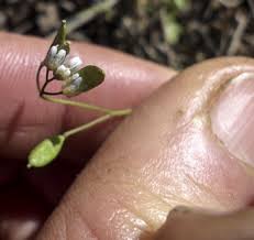 Attēlu rezultāti vaicājumam “Erophila verna flower”