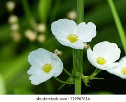 Attēlu rezultāti vaicājumam “Alismataceae”