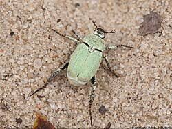 Attēlu rezultāti vaicājumam “Hoplia parvula imago”