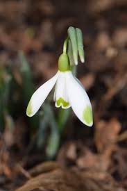 Attēlu rezultāti vaicājumam “Galanthus nivalis leaf”