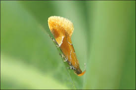 Attēlu rezultāti vaicājumam “Epicallima formosella”