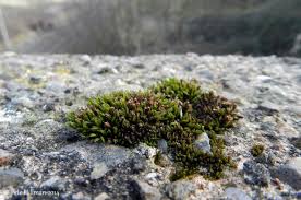 Attēlu rezultāti vaicājumam “Orthotrichum diaphanum sporophyte”