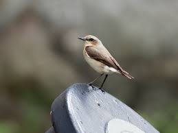Attēlu rezultāti vaicājumam “Oenanthe oenanthe female”