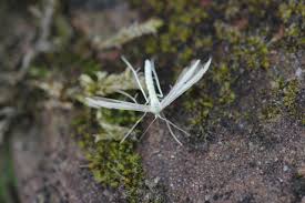 Attēlu rezultāti vaicājumam “Adaina microdactyla”