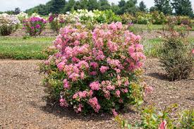 Image result for Lagerstroemia