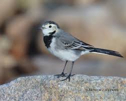 Attēlu rezultāti vaicājumam “Motacilla alba adult”