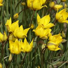 Attēlu rezultāti vaicājumam “Tulipa sylvestris”