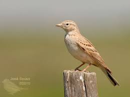 Image result for Calandrella brachydactyla