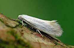 Attēlu rezultāti vaicājumam “Elachista argentella”