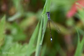 Attēlu rezultāti vaicājumam “Ischnura elegans”
