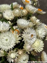 Image result for Helichrysum bracteatum