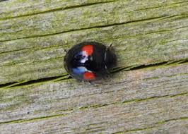 Attēlu rezultāti vaicājumam “Chilocorus renipustulatus”