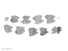 Attēlu rezultāti vaicājumam “Lophozia ascendens”