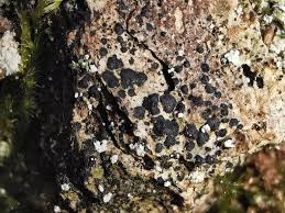 Attēlu rezultāti vaicājumam “Arthonia spadicea”