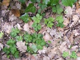 Attēlu rezultāti vaicājumam “Sanicula europaea leaf”