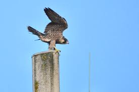 Image result for Herts Falcons