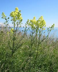 Attēlu rezultāti vaicājumam “Thalictrum lucidum flower”